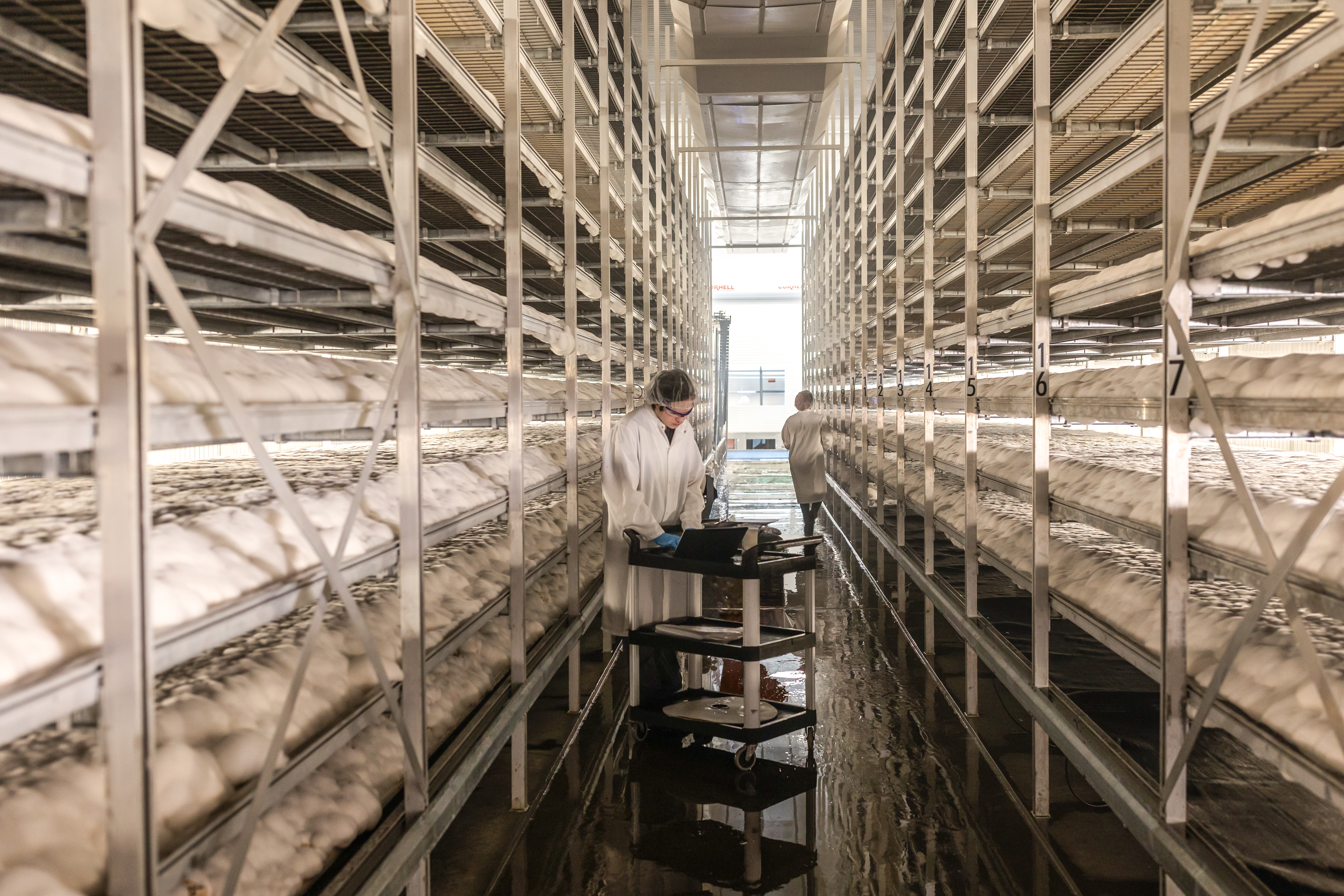 Mycelium production facility